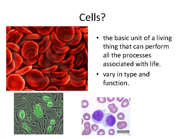 Cells? • the basic unit of a living that can perform all the processes