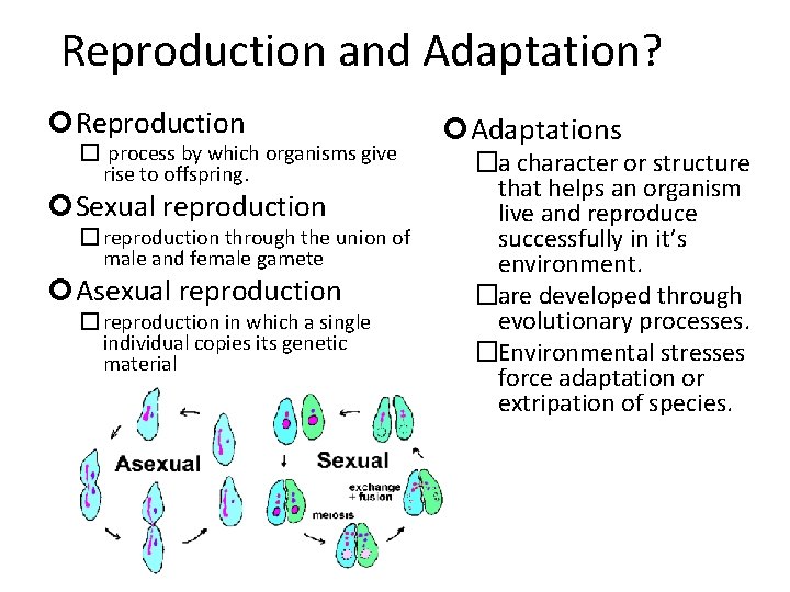 Reproduction and Adaptation? Reproduction � process by which organisms give rise to offspring. Sexual