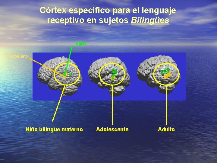 Córtex específico para el lenguaje receptivo en sujetos Bilingües Inglés Castellano Niño bilingüe materno