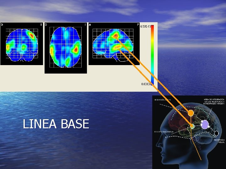 LINEA BASE 