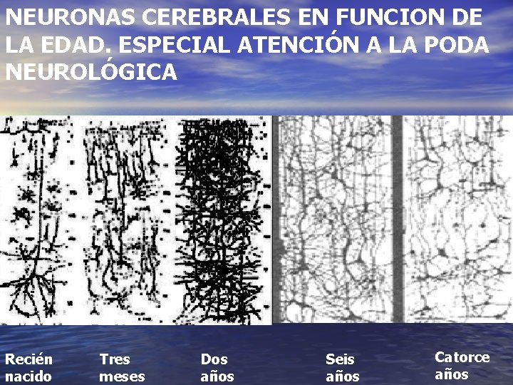 NEURONAS CEREBRALES EN FUNCION DE LA EDAD. ESPECIAL ATENCIÓN A LA PODA NEUROLÓGICA Recién