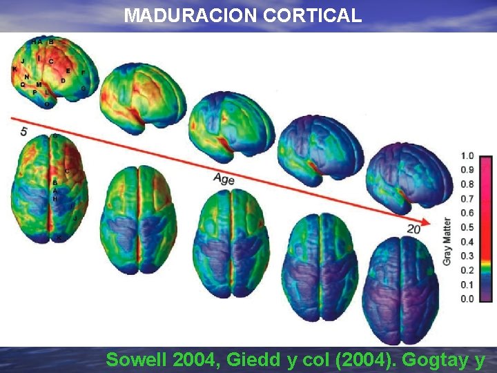 MADURACION CORTICAL Sowell 2004, Giedd y col (2004). Gogtay y 