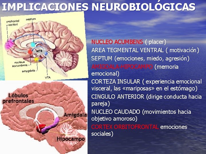 IMPLICACIONES NEUROBIOLÓGICAS NUCLEO ACUMBENS ( placer) AREA TEGMENTAL VENTRAL ( motivación) SEPTUM (emociones, miedo,