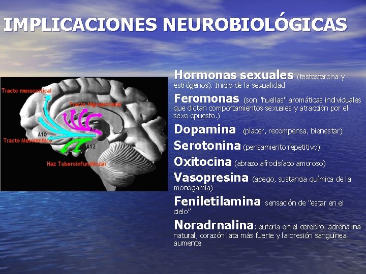 IMPLICACIONES NEUROBIOLÓGICAS Hormonas sexuales (testosterona y estrógenos). Inicio de la sexualidad Feromonas (son "huellas"