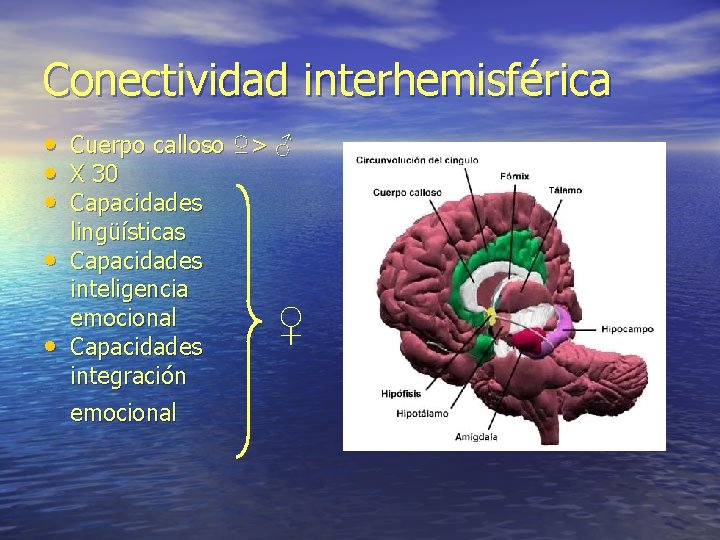 Conectividad interhemisférica • • • Cuerpo calloso ♀> ♂ X 30 Capacidades lingüísticas Capacidades