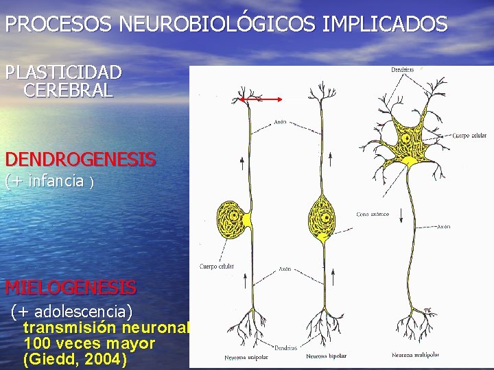 PROCESOS NEUROBIOLÓGICOS IMPLICADOS PLASTICIDAD CEREBRAL DENDROGENESIS (+ infancia ) MIELOGENESIS (+ adolescencia) transmisión neuronal