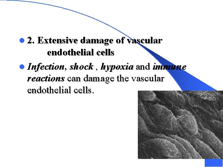 l 2. Extensive damage of vascular endothelial cells l Infection, shock , hypoxia and