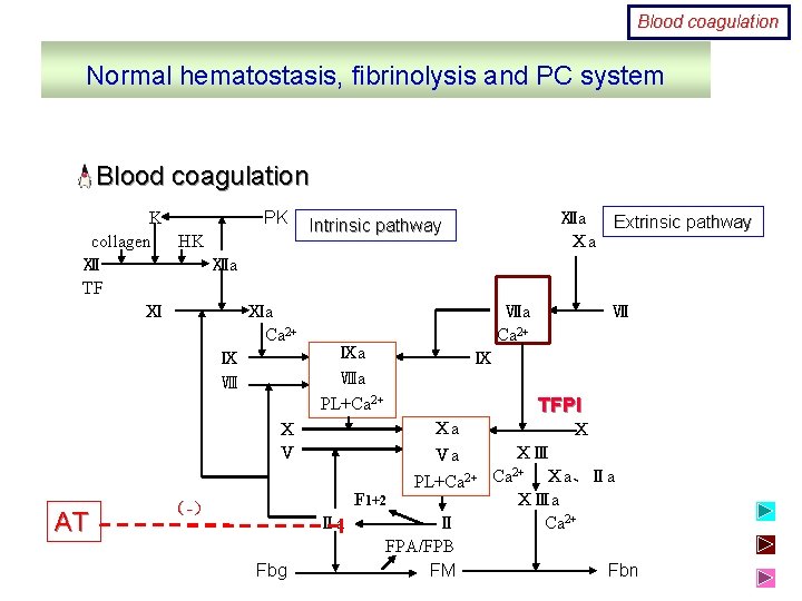 Blood coagulation Normal hematostasis, fibrinolysis and PC system Blood coagulation K PK Intrinsic pathway