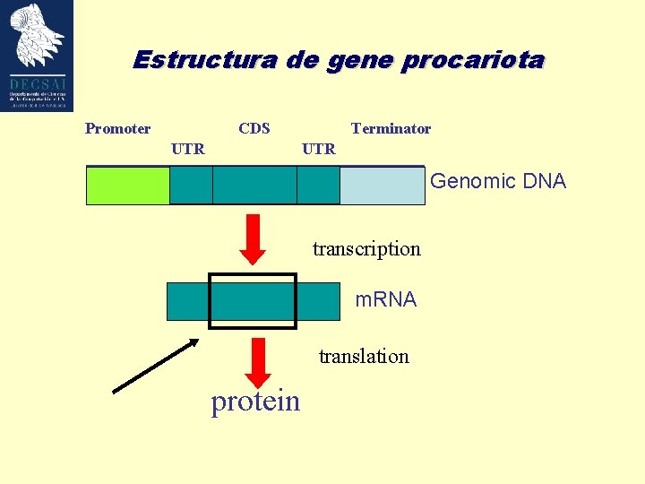 Estructura de gene procariota Promoter CDS UTR Terminator UTR Genomic DNA transcription m. RNA