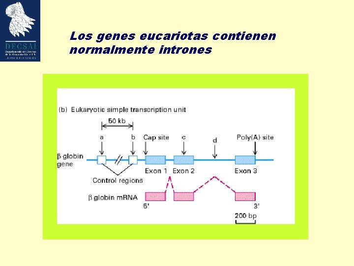 Los genes eucariotas contienen normalmente intrones 