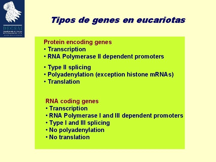 Tipos de genes en eucariotas Protein encoding genes • Transcription • RNA Polymerase II