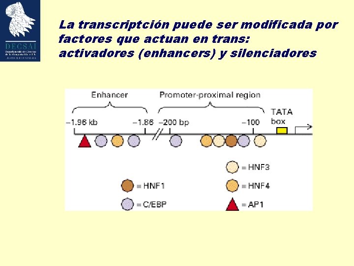 La transcriptción puede ser modificada por factores que actuan en trans: activadores (enhancers) y