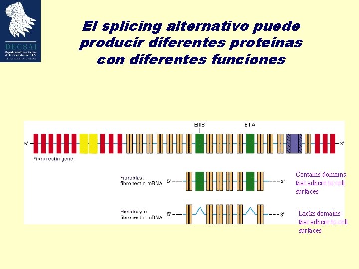 El splicing alternativo puede producir diferentes proteinas con diferentes funciones Contains domains that adhere