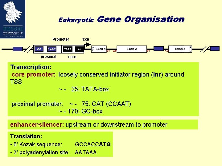 Eukaryotic Gene Promoter GC CAAT Proximal Promoter proximal Organisation TSS TATAPromoter Inr Core core