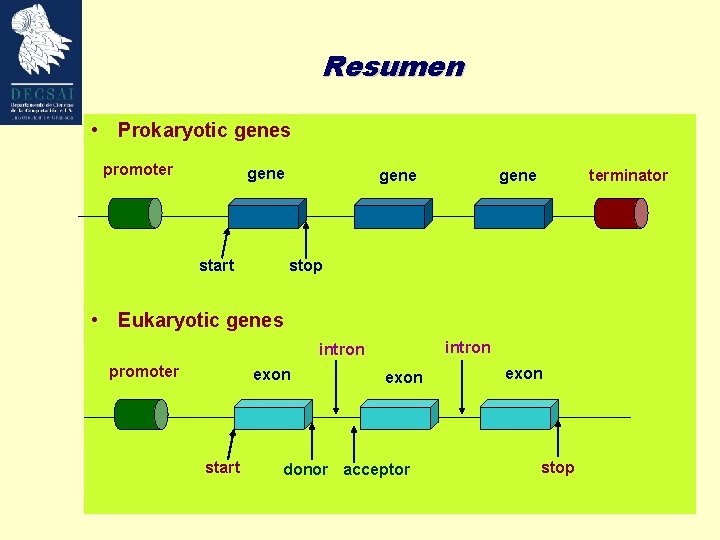 Resumen • Prokaryotic genes promoter gene start gene terminator stop • Eukaryotic genes intron