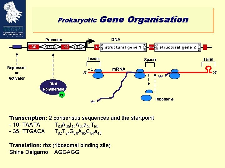 Prokaryotic Gene Organisation DNA Promoter Leader Repressor or Activator 5’ +1 Spacer m. RNA