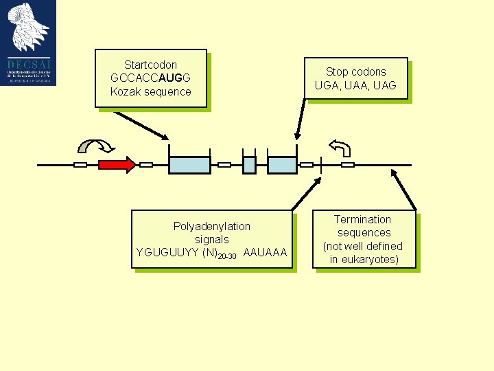 Startcodon GCCACCAUGG Kozak sequence Polyadenylation signals YGUGUUYY (N)20 -30 AAUAAA Stop codons UGA, UAG