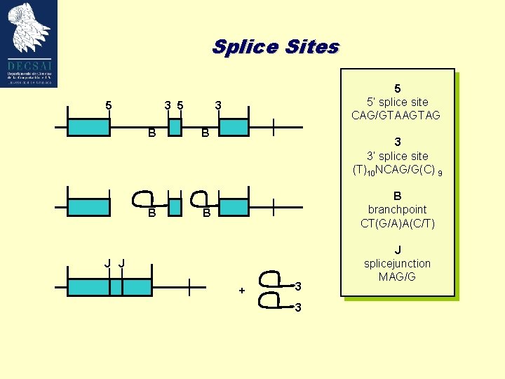 Splice Sites 5 3 5 B B 5 5’ splice site CAG/GTAAGTAG 3 B