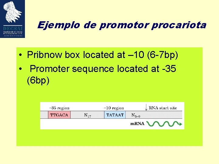 Ejemplo de promotor procariota • Pribnow box located at – 10 (6 -7 bp)