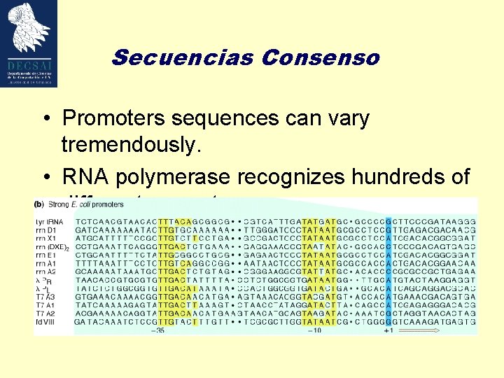 Secuencias Consenso • Promoters sequences can vary tremendously. • RNA polymerase recognizes hundreds of