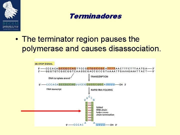 Terminadores • The terminator region pauses the polymerase and causes disassociation. 