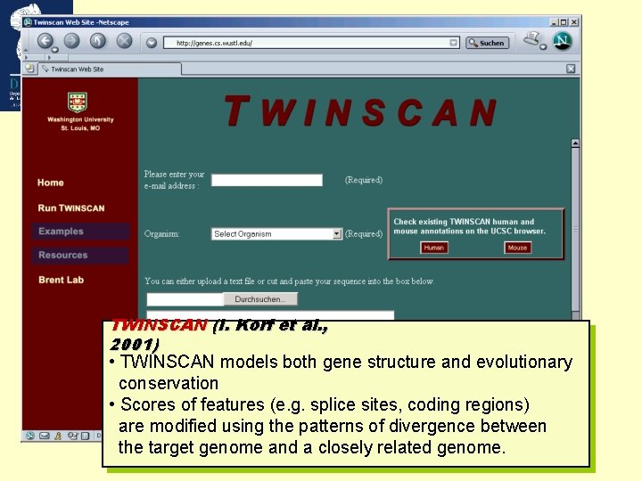 TWINSCAN (I. Korf et al. , 2001) • TWINSCAN models both gene structure and