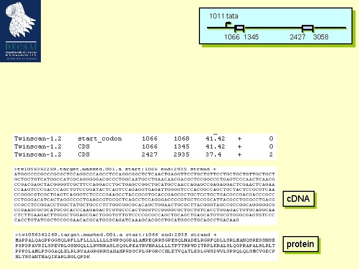 1011 tata 1066 1345 2427 3058 c. DNA protein 