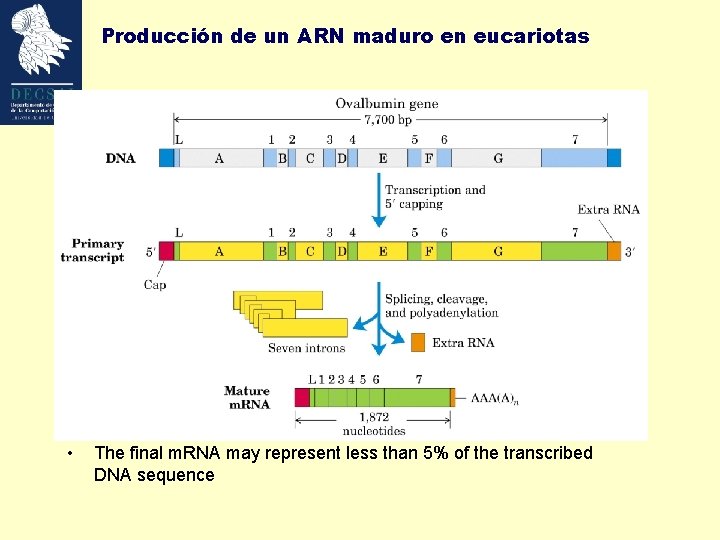 Producción de un ARN maduro en eucariotas • The final m. RNA may represent