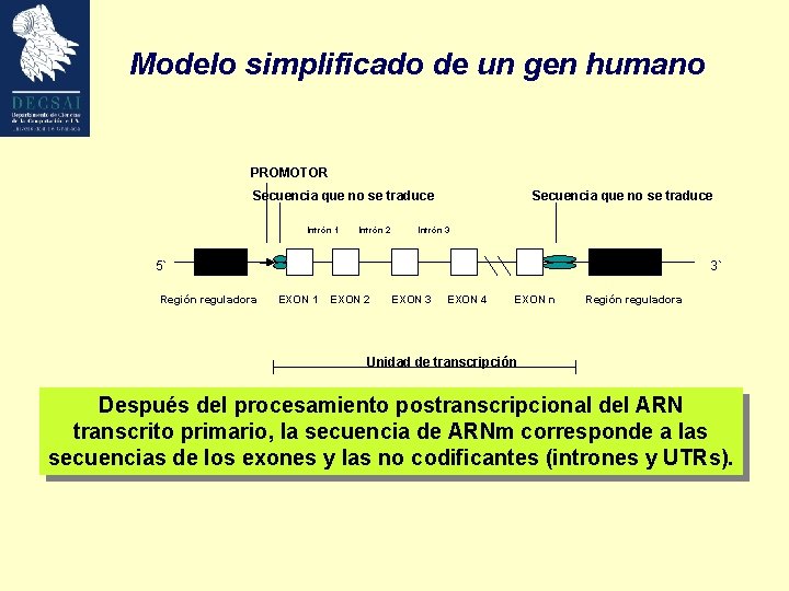 Modelo simplificado de un gen humano PROMOTOR Secuencia que no se traduce Intrón 1