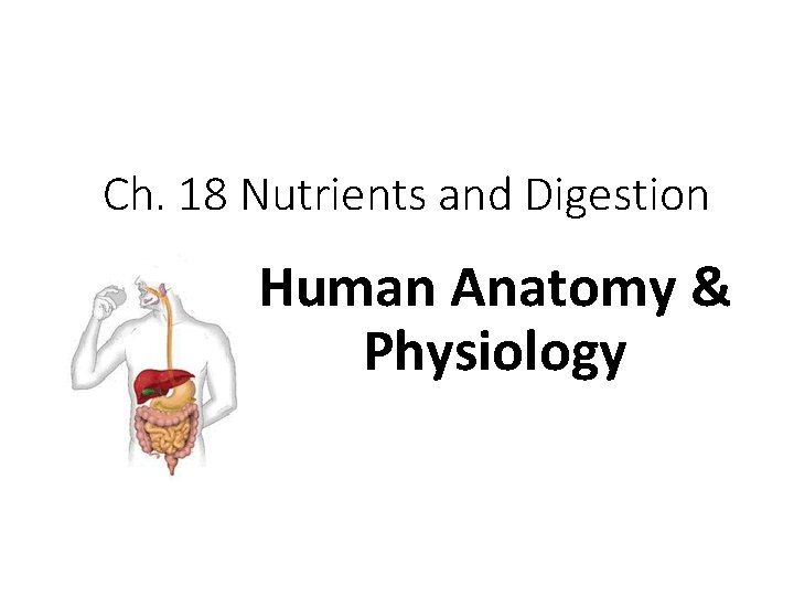 Ch. 18 Nutrients and Digestion Human Anatomy & Physiology Ch. 18 Nutrients and Digestion Human Anatomy & Physiology