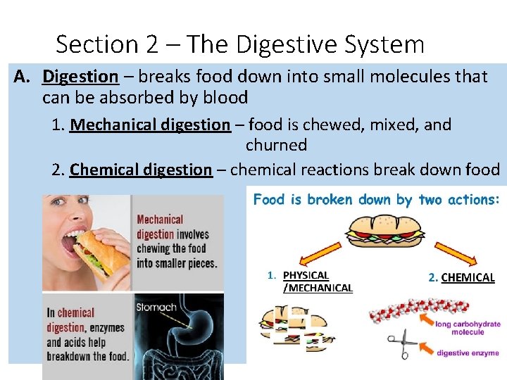 Section 2 – The Digestive System A. Digestion – breaks food down into small Section 2 – The Digestive System A. Digestion – breaks food down into small