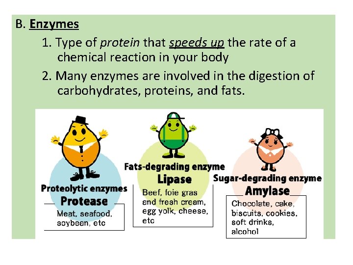 B. Enzymes 1. Type of protein that speeds up the rate of a chemical B. Enzymes 1. Type of protein that speeds up the rate of a chemical