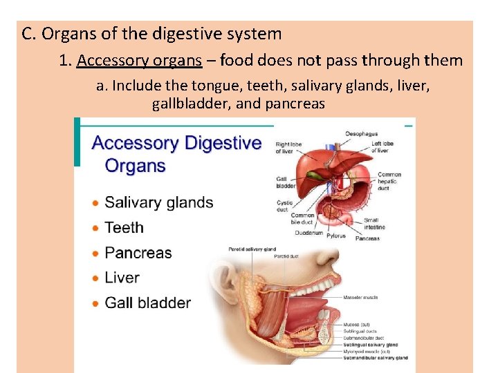 C. Organs of the digestive system 1. Accessory organs – food does not pass C. Organs of the digestive system 1. Accessory organs – food does not pass