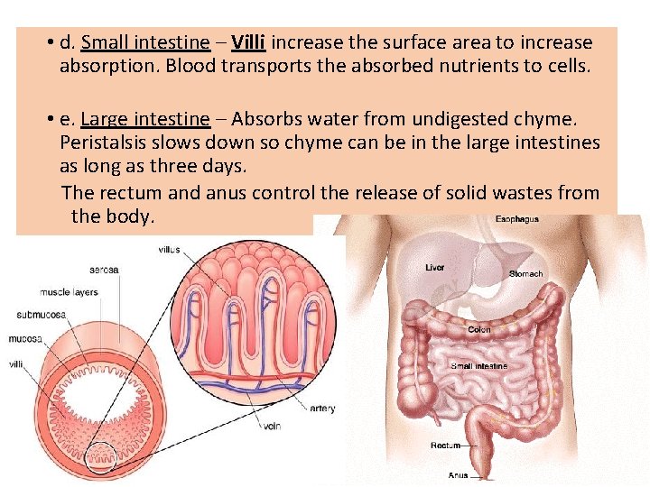 • d. Small intestine – Villi increase the surface area to increase absorption. • d. Small intestine – Villi increase the surface area to increase absorption.