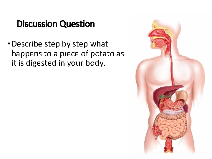 Discussion Question • Describe step by step what happens to a piece of potato Discussion Question • Describe step by step what happens to a piece of potato