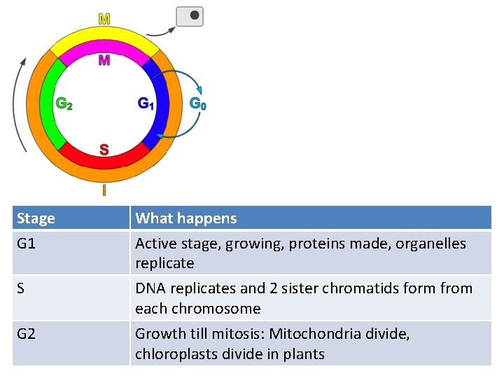 Stage G 1 What happens Active stage, growing, proteins made, organelles replicate S DNA Stage G 1 What happens Active stage, growing, proteins made, organelles replicate S DNA