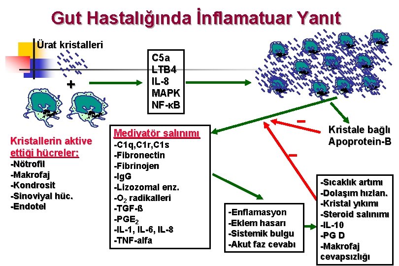 Gut Hastalığında İnflamatuar Yanıt Ürat kristalleri + Kristallerin aktive ettiği hücreler: -Nötrofil -Makrofaj -Kondrosit