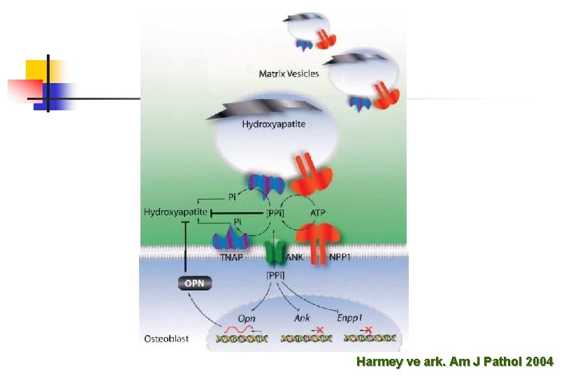 Harmey ve ark. Am J Pathol 2004 