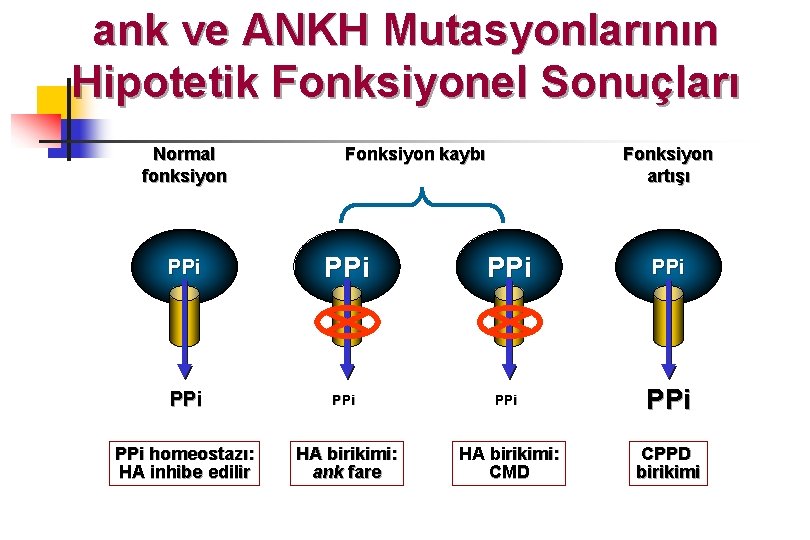 ank ve ANKH Mutasyonlarının Hipotetik Fonksiyonel Sonuçları Normal fonksiyon Fonksiyon kaybı Fonksiyon artışı PPi