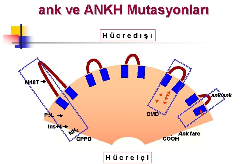 ank ve ANKH Mutasyonları Hücredışı M 48 T ank/ank CMD P 5 L Ins+4