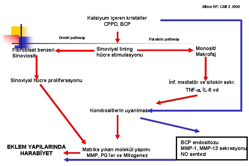 Misra RP. CMLS 2000 Kalsiyum içeren kristaller CPPD, BCP Direkt pathway Fibroblast benzeri Sinoviosit