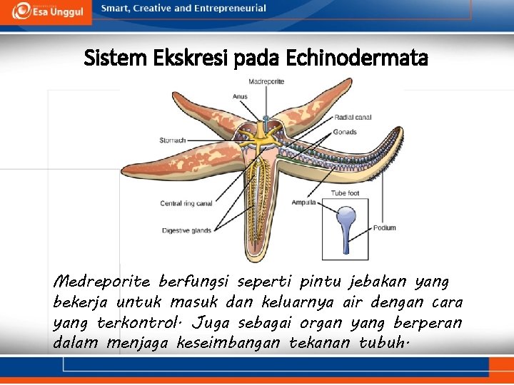 Sistem Ekskresi pada Echinodermata Medreporite berfungsi seperti pintu jebakan yang bekerja untuk masuk dan