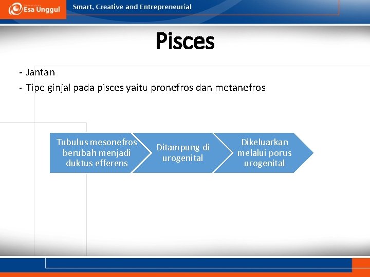 Pisces - Jantan - Tipe ginjal pada pisces yaitu pronefros dan metanefros Tubulus mesonefros
