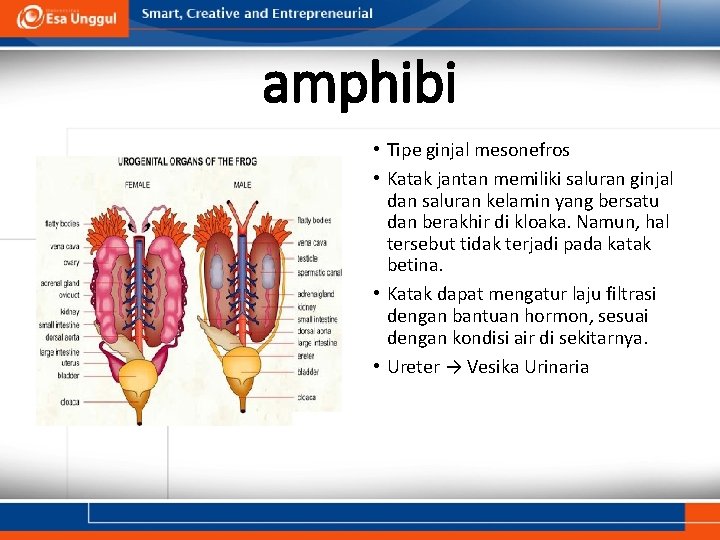 amphibi • Tipe ginjal mesonefros • Katak jantan memiliki saluran ginjal dan saluran kelamin
