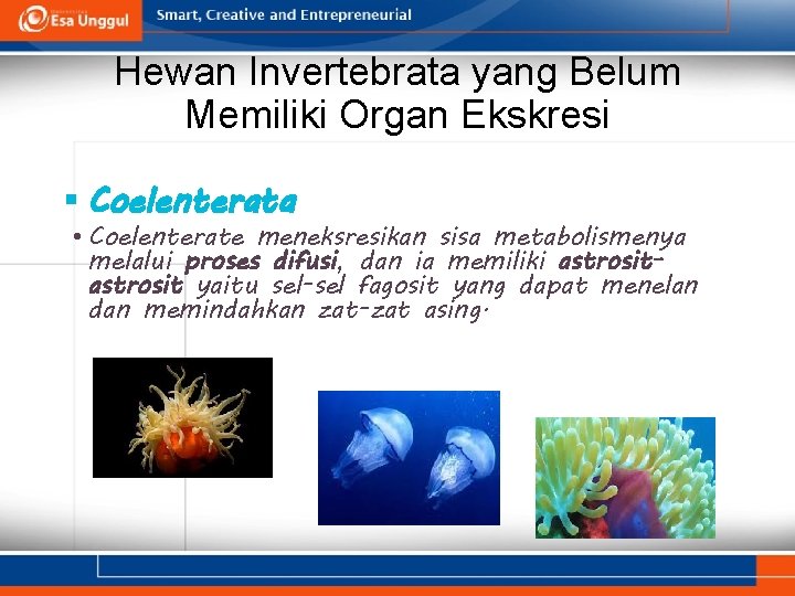 Hewan Invertebrata yang Belum Memiliki Organ Ekskresi § Coelenterata • Coelenterate meneksresikan sisa metabolismenya