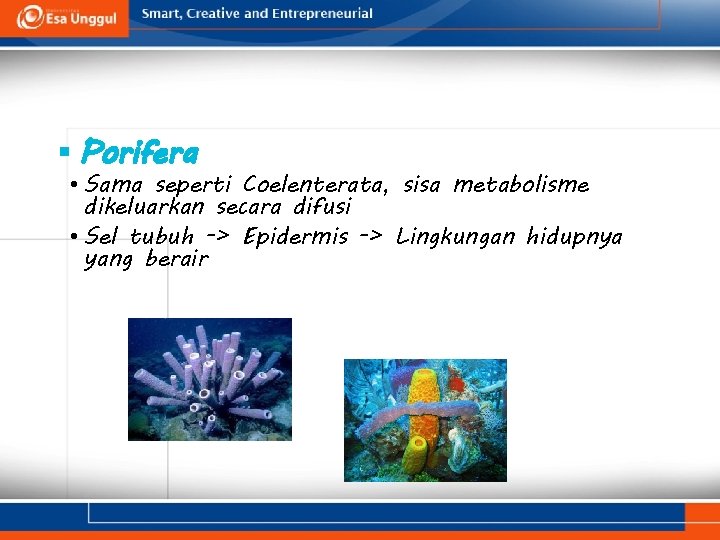 § Porifera • Sama seperti Coelenterata, sisa metabolisme dikeluarkan secara difusi • Sel tubuh