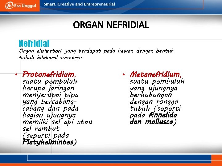 ORGAN NEFRIDIAL Nefridial Organ ekskretori yang terdapat pada hewan dengan bentuk tubuh bilateral simetris.