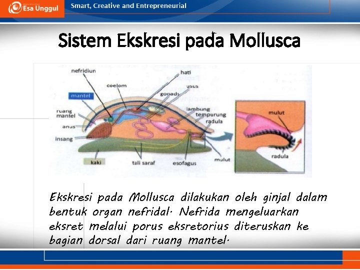Sistem Ekskresi pada Mollusca dilakukan oleh ginjal dalam bentuk organ nefridal. Nefrida mengeluarkan eksret