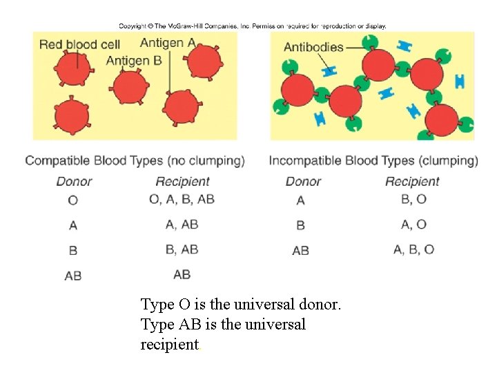 Type O is the universal donor. Type AB is the universal recipient. 