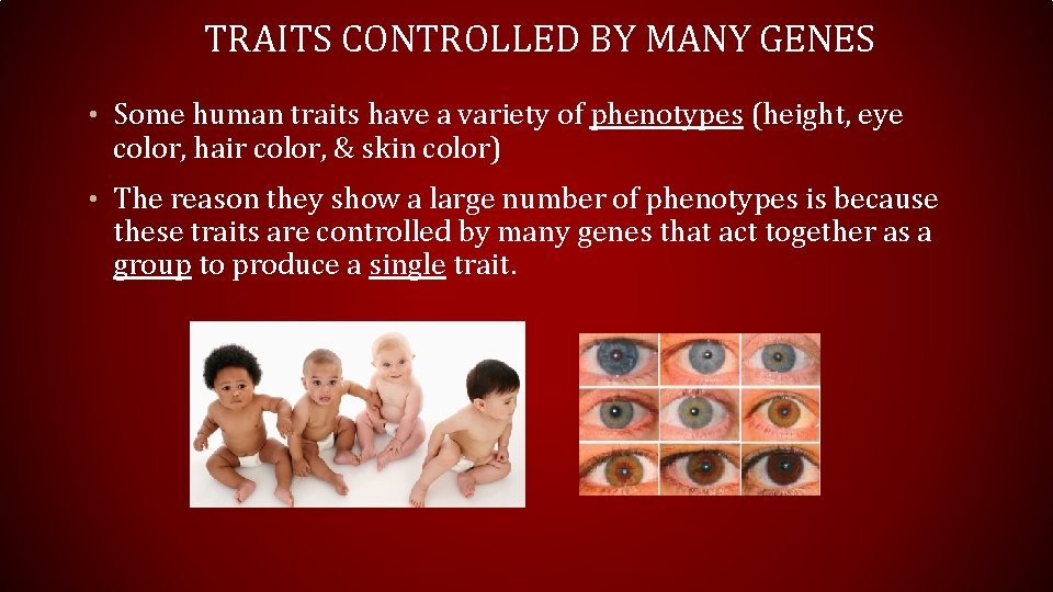 TRAITS CONTROLLED BY MANY GENES • Some human traits have a variety of phenotypes